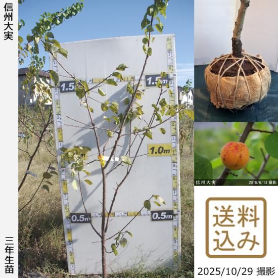 【順次出荷中】3年生苗◇アンズ