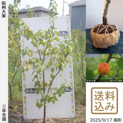 【順次出荷中】3年生苗◇アンズ