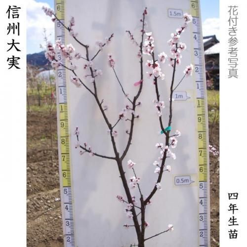 【2025年度予約商品】3年生