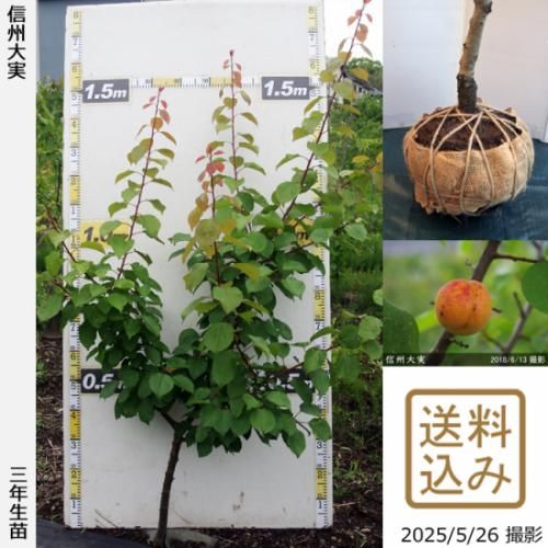 【順次出荷中】3年生苗◇アンズ