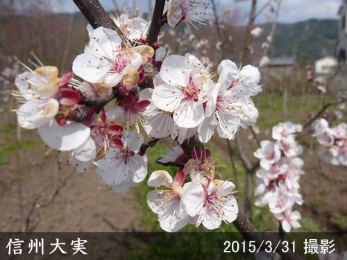 【順次出荷中】3年生苗◇アンズ