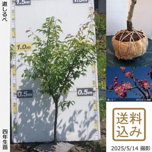 <img class='new_mark_img1' src='https://img.shop-pro.jp/img/new/icons14.gif' style='border:none;display:inline;margin:0px;padding:0px;width:auto;' />2025ǯͽʡġϥʥ() ƻ[Ϸ2022ǯ:M]