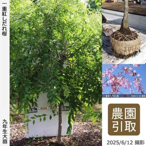 <img class='new_mark_img1' src='https://img.shop-pro.jp/img/new/icons14.gif' style='border:none;display:inline;margin:0px;padding:0px;width:auto;' />2025ǯͽʡġ() ŹȤ[Ϸ 2017ǯ:LL]Τ