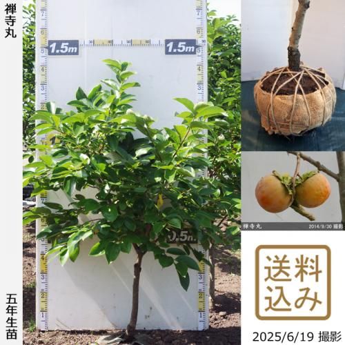 2025ǯͽʡġ(Դų) (󤸤ޤ)[Ϸ 2021ǯ:M]ռӡ