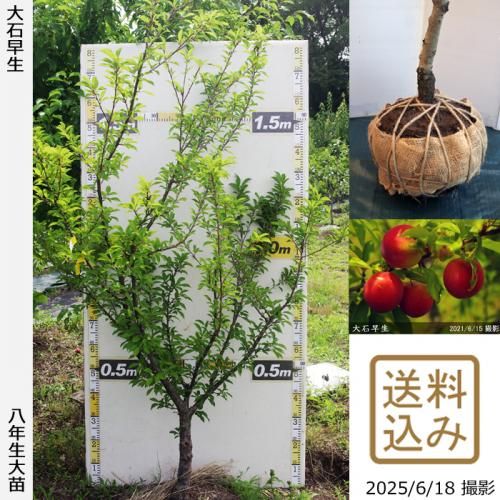 <img class='new_mark_img1' src='https://img.shop-pro.jp/img/new/icons14.gif' style='border:none;display:inline;margin:0px;padding:0px;width:auto;' />2025ǯͽʡġ( ץ)(碌)[Ϸ 2018ǯ:M]緿