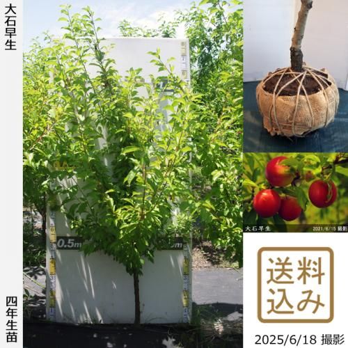 <img class='new_mark_img1' src='https://img.shop-pro.jp/img/new/icons14.gif' style='border:none;display:inline;margin:0px;padding:0px;width:auto;' />2025ǯͽʡġ( ץ)(碌)[Ϸ 2022ǯ:L]ռӡ