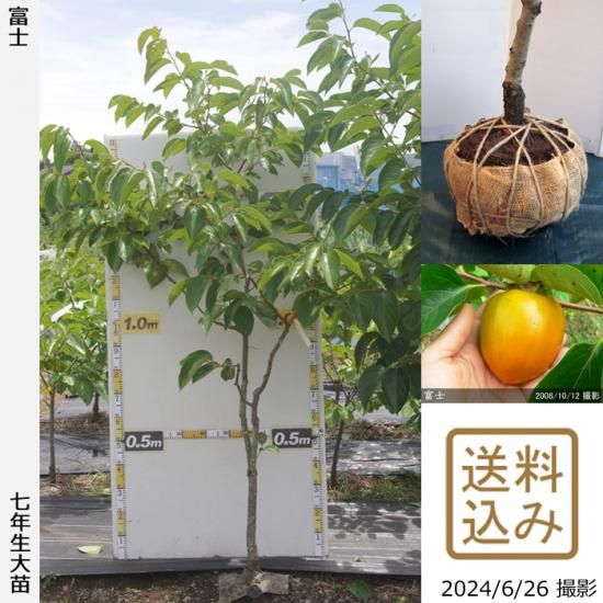 【順次出荷中】大苗◇カキ(渋柿