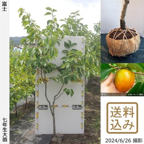 【順次出荷中】大苗◇カキ(渋柿