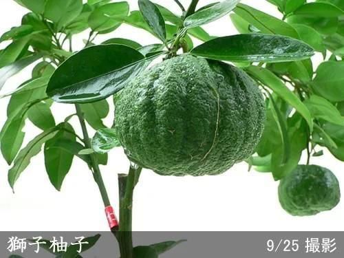 【2025年度予約商品】◇農薬