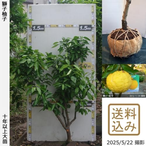 <img class='new_mark_img1' src='https://img.shop-pro.jp/img/new/icons14.gif' style='border:none;display:inline;margin:0px;padding:0px;width:auto;' />ڽ缡вۡԻѡڥॷﳲġ ͮ(椺ˤ)[Ϸ 2014ǯ:M]ռӡ