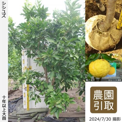 Իѡڥॷﳲۡġ ͮ(椺ˤ)[Ϸ 2015ǯ:4L]ռӡΤ