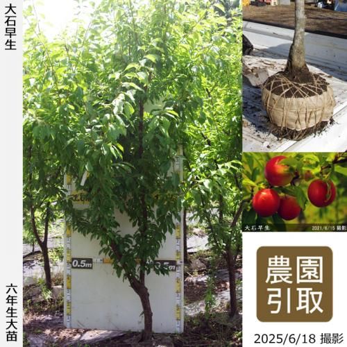 <img class='new_mark_img1' src='https://img.shop-pro.jp/img/new/icons14.gif' style='border:none;display:inline;margin:0px;padding:0px;width:auto;' />2025ǯͽʡġ( ץ)(碌)[Ϸ 2020ǯ:5L]ռӡΤ