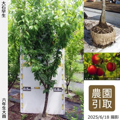 <img class='new_mark_img1' src='https://img.shop-pro.jp/img/new/icons14.gif' style='border:none;display:inline;margin:0px;padding:0px;width:auto;' />2025ǯͽʡġ( ץ)(碌)[Ϸ 2020ǯ:4L]ռӡΤ