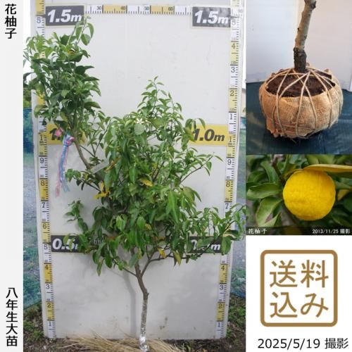 <img class='new_mark_img1' src='https://img.shop-pro.jp/img/new/icons14.gif' style='border:none;display:inline;margin:0px;padding:0px;width:auto;' />ڽ缡вۡԻѡڥॷﳲġ ͮ(ϥʥ桦֥楺)[Ϸ 2018ǯ:M]ռӡ