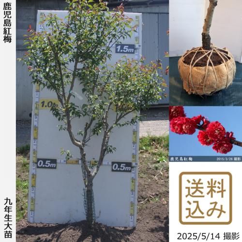 <img class='new_mark_img1' src='https://img.shop-pro.jp/img/new/icons14.gif' style='border:none;display:inline;margin:0px;padding:0px;width:auto;' />2025ǯͽʡġ() (ޤФ)[Ϸ 2017ǯ:LL]緿