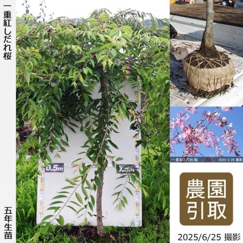 <img class='new_mark_img1' src='https://img.shop-pro.jp/img/new/icons14.gif' style='border:none;display:inline;margin:0px;padding:0px;width:auto;' />2025ǯͽʡġ() ŹȤ[Ϸ 2021ǯ:3L]Τ