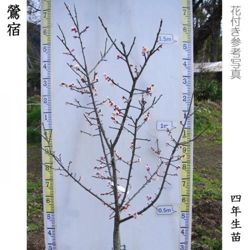 【2025年度予約商品】3年生