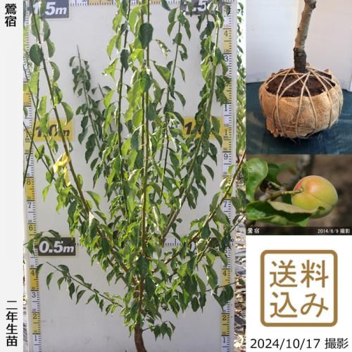 Իѡڥॷﳲۡġ ͮ(ϥʥ桦֥楺)[Ϸ 2019ǯ:S]ռӡ
