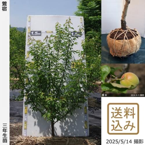 <img class='new_mark_img1' src='https://img.shop-pro.jp/img/new/icons14.gif' style='border:none;display:inline;margin:0px;padding:0px;width:auto;' />2025ǯͽʡ3ǯġ() (夯)[Ϸ 2023ǯ:LL]