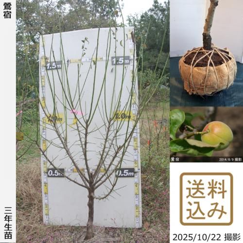 <img class='new_mark_img1' src='https://img.shop-pro.jp/img/new/icons14.gif' style='border:none;display:inline;margin:0px;padding:0px;width:auto;' />2025ǯͽʡ3ǯġ() (夯)[Ϸ 2023ǯ:3L]緿