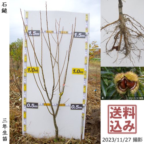 特急 2022年発芽の栗の苗木10本/大粒/幼木/植木/庭木/盆栽/筑波/利平