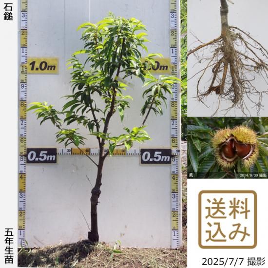 【2025年度予約商品】大苗◇