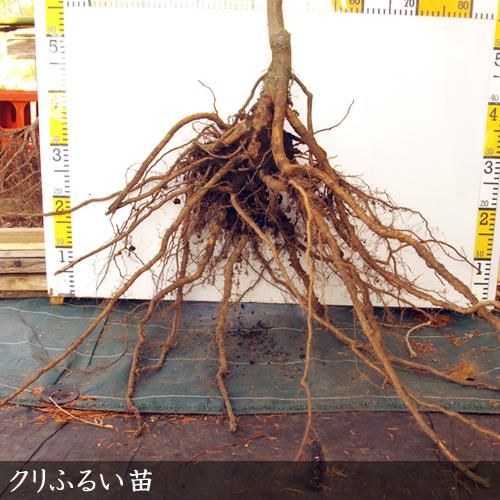 【順次出荷中】大苗◇クリ(栗