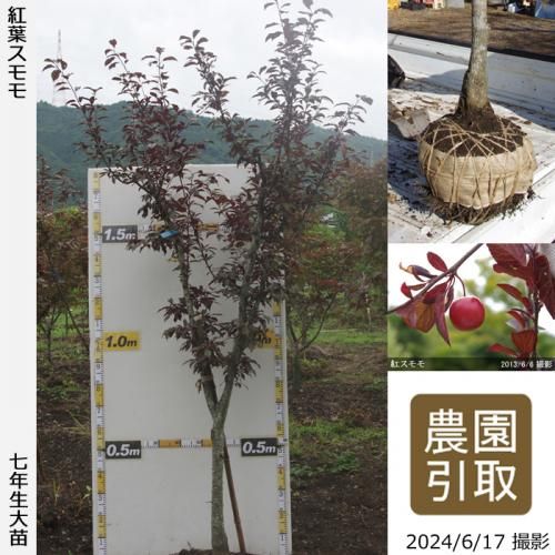 何年で実が付きますか 果樹苗木 成木通販の 特等大苗専門店 すだ農園 京都亀岡 何年で実が付きますか 果樹苗木 成木通販の 特等大苗専門店 すだ農園 京都亀岡
