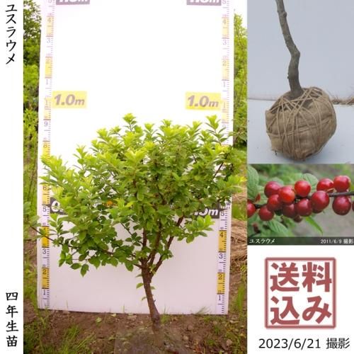 3ǯġ楹饦()[Ϸ 2020ǯ:M]ռӡ