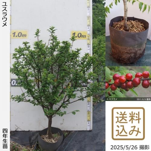 <img class='new_mark_img1' src='https://img.shop-pro.jp/img/new/icons14.gif' style='border:none;display:inline;margin:0px;padding:0px;width:auto;' />ڽ缡вġ楹饦()[ݥå 2022ǯ:L]ռӡ
