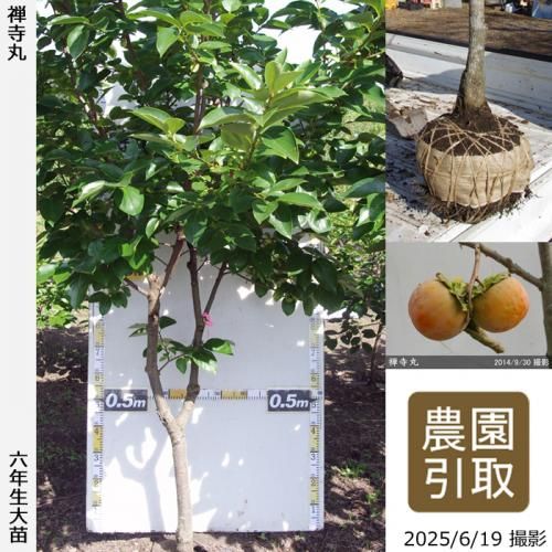 <img class='new_mark_img1' src='https://img.shop-pro.jp/img/new/icons14.gif' style='border:none;display:inline;margin:0px;padding:0px;width:auto;' />2025ǯͽʡġ(Դų) (󤸤ޤ)[Ϸ 2020ǯ:3L]ռӡΤ