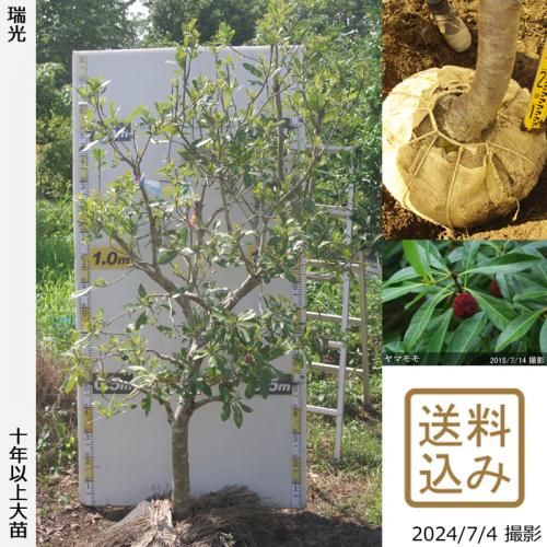 【2025年度予約商品】大苗◇