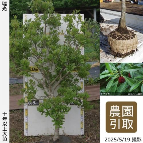 <img class='new_mark_img1' src='https://img.shop-pro.jp/img/new/icons14.gif' style='border:none;display:inline;margin:0px;padding:0px;width:auto;' />2025ǯͽʡġޥ() ()[Ϸ 2014ǯ:LL]ռӡΤ