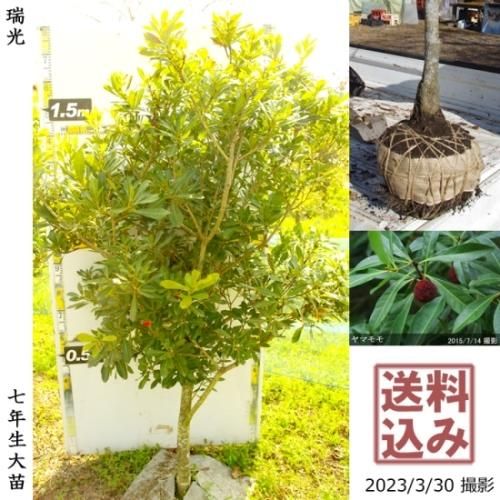 【順次出荷中】大苗◇ヤマモモ(