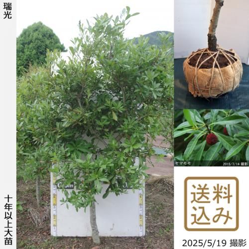 <img class='new_mark_img1' src='https://img.shop-pro.jp/img/new/icons14.gif' style='border:none;display:inline;margin:0px;padding:0px;width:auto;' />ڽ缡вġޥ() ()[Ϸ 2016ǯ:LL]ռӡ緿