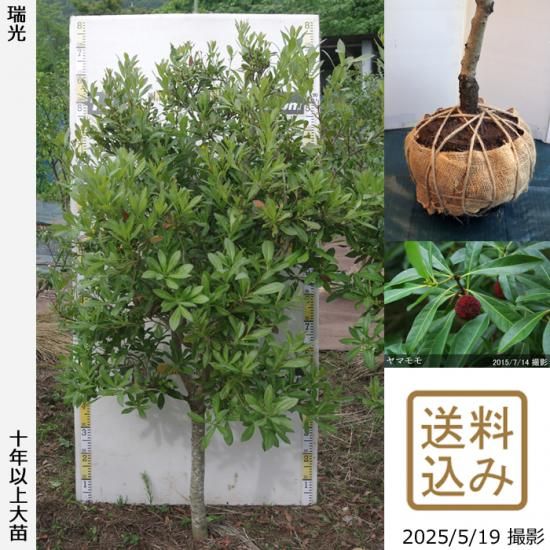 【受付出荷停止中】大苗◇ヤマモ