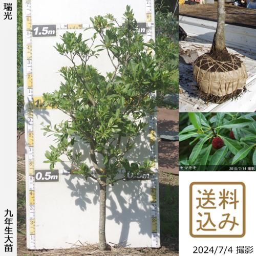 【2025年度予約商品】大苗◇