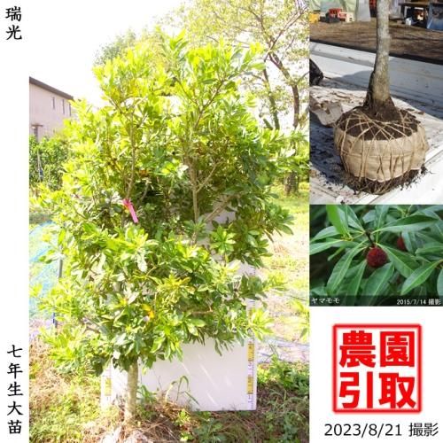 <img class='new_mark_img1' src='https://img.shop-pro.jp/img/new/icons14.gif' style='border:none;display:inline;margin:0px;padding:0px;width:auto;' />ͽʡϡġޥ() ()[Ϸ 2017ǯ:3L]ռӡΤ