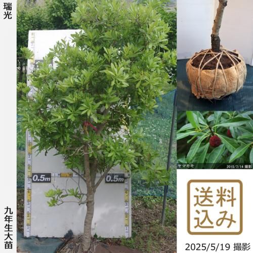 <img class='new_mark_img1' src='https://img.shop-pro.jp/img/new/icons14.gif' style='border:none;display:inline;margin:0px;padding:0px;width:auto;' />ڽ缡вġޥ() ()[Ϸ 2017ǯ:3L]ռӡ緿