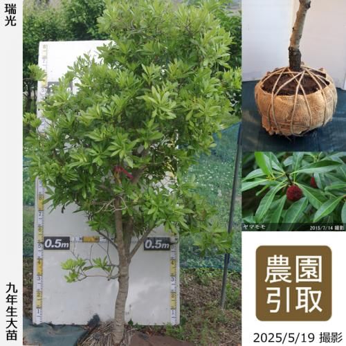 ڽ缡ġޥ() ()[Ϸ 2017ǯ:3L]ռӡΤ