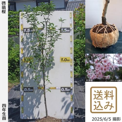 <img class='new_mark_img1' src='https://img.shop-pro.jp/img/new/icons14.gif' style='border:none;display:inline;margin:0px;padding:0px;width:auto;' />2025ǯͽʡġ()()[Ϸ 2022ǯ:M]
