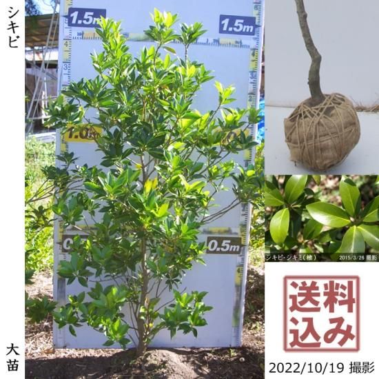 【受付出荷停止中】大苗◇常緑樹