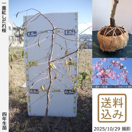 【順次出荷中】大苗◇サクラ(桜