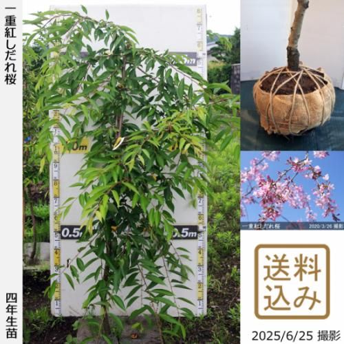 【順次出荷中】大苗◇サクラ(桜