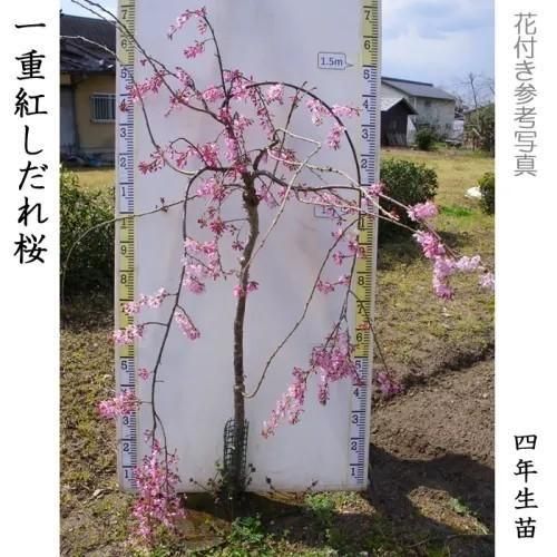 【順次出荷中】大苗◇サクラ(桜