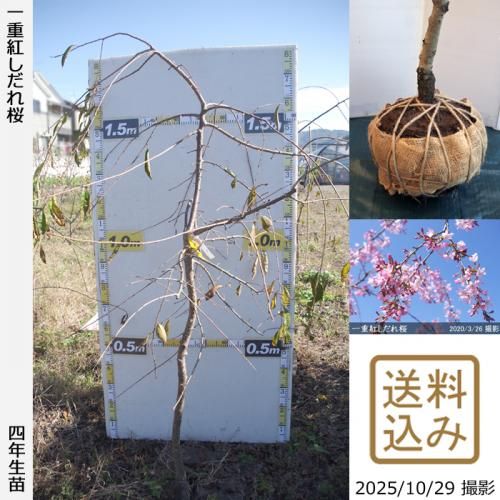 2025ǯͽʡġ() ŹȤ[Ϸ 2022ǯ:L]緿