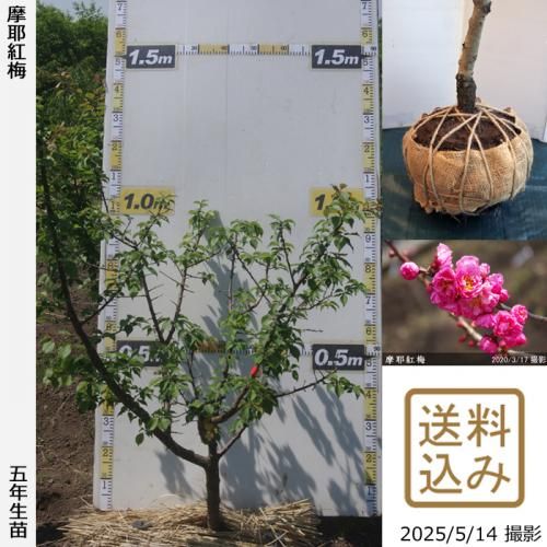 <img class='new_mark_img1' src='https://img.shop-pro.jp/img/new/icons14.gif' style='border:none;display:inline;margin:0px;padding:0px;width:auto;' />2025ǯͽʡġ()(ޤ䤳Ф)[Ϸ 2021ǯ:L]