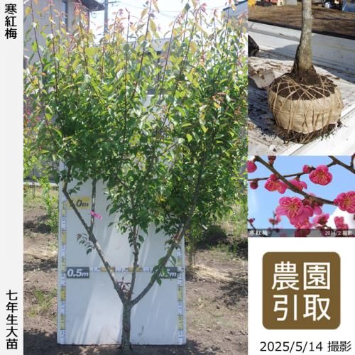<img class='new_mark_img1' src='https://img.shop-pro.jp/img/new/icons14.gif' style='border:none;display:inline;margin:0px;padding:0px;width:auto;' />2025ǯͽʡġ() (󤳤Ф)[Ϸ 2019ǯ:3L]Τ
