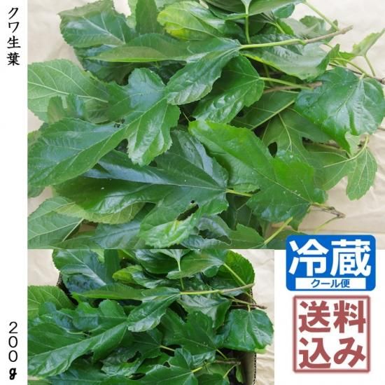 農薬不使用栽培生葉 クワの葉蚕のエサ用にお勧め クワの農薬不使用葉 桑の葉茶にも 特等大苗専門店の隅田農園 京都亀岡