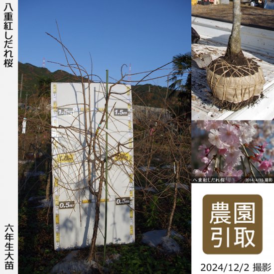 サクラ(桜) 八重紅しだれ桜の地掘大苗 - 果樹苗・大苗・苗木販売の隅田農園@京都亀岡